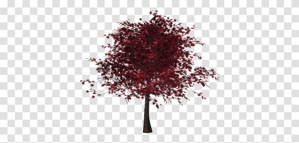 Tree Autumn Leaves Red Leaves Digital Art Isolated Tree With Red Leaves Transparent Png