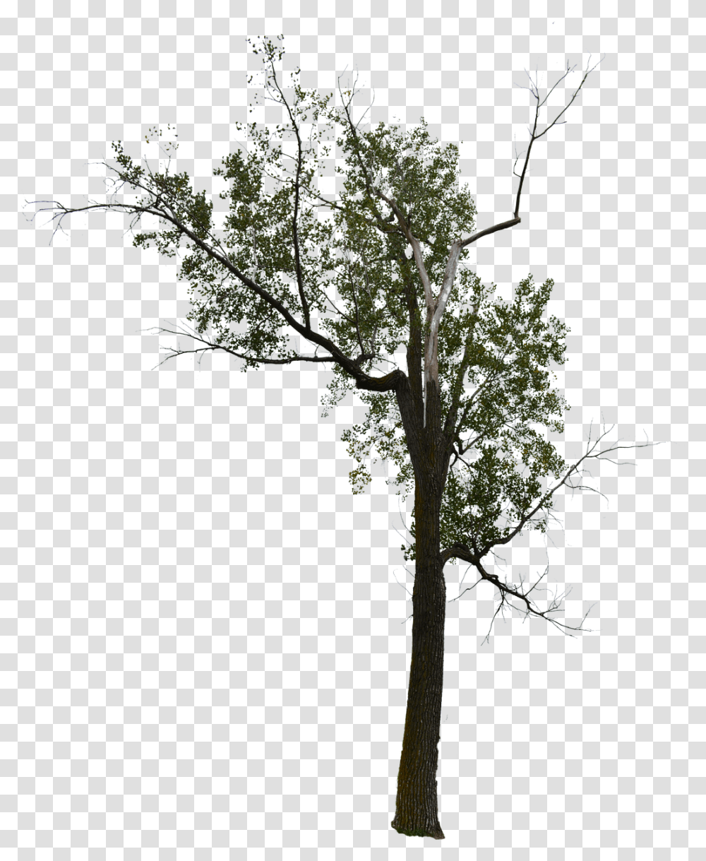 Tree Background Dead Tree Dead Tree With No, Plant, Cross, Symbol, Conifer Transparent Png