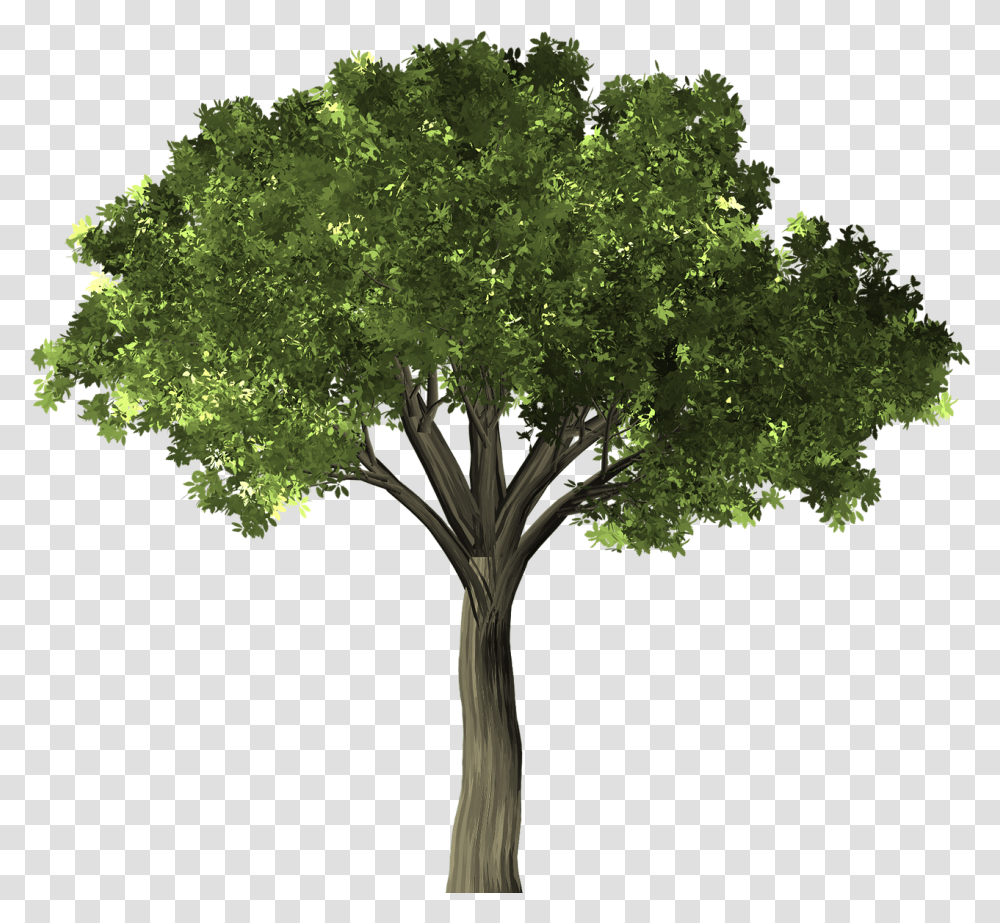 Tree Background, Plant, Bush, Vegetation, Maple Transparent Png