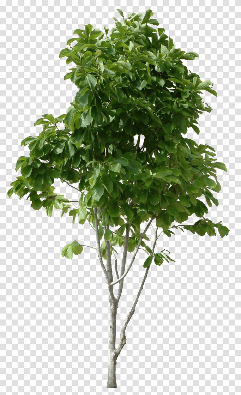 Tree Background Small Tree, Plant, Leaf, Potted Plant, Vase Transparent Png