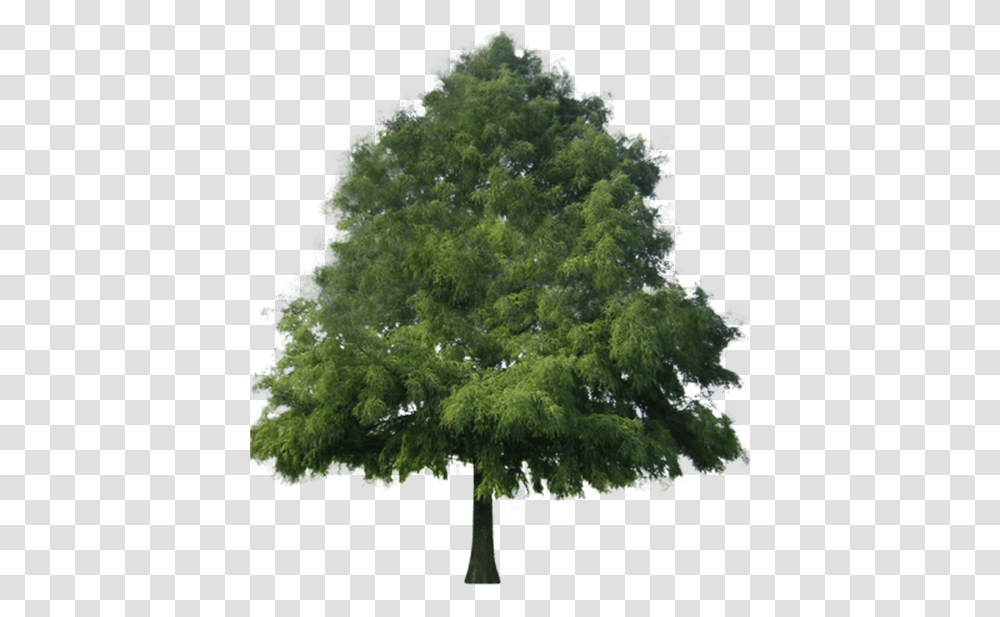 Tree Bald Cypress Tree, Plant, Vegetation, Oak, Bush Transparent Png