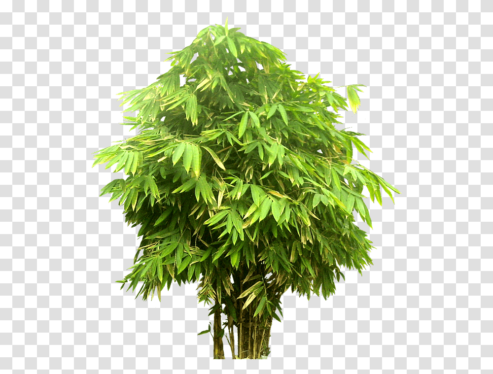 Tree Bambusa And Bamboo Trees For Photoshop, Plant, Maple, Leaf, Vegetation Transparent Png