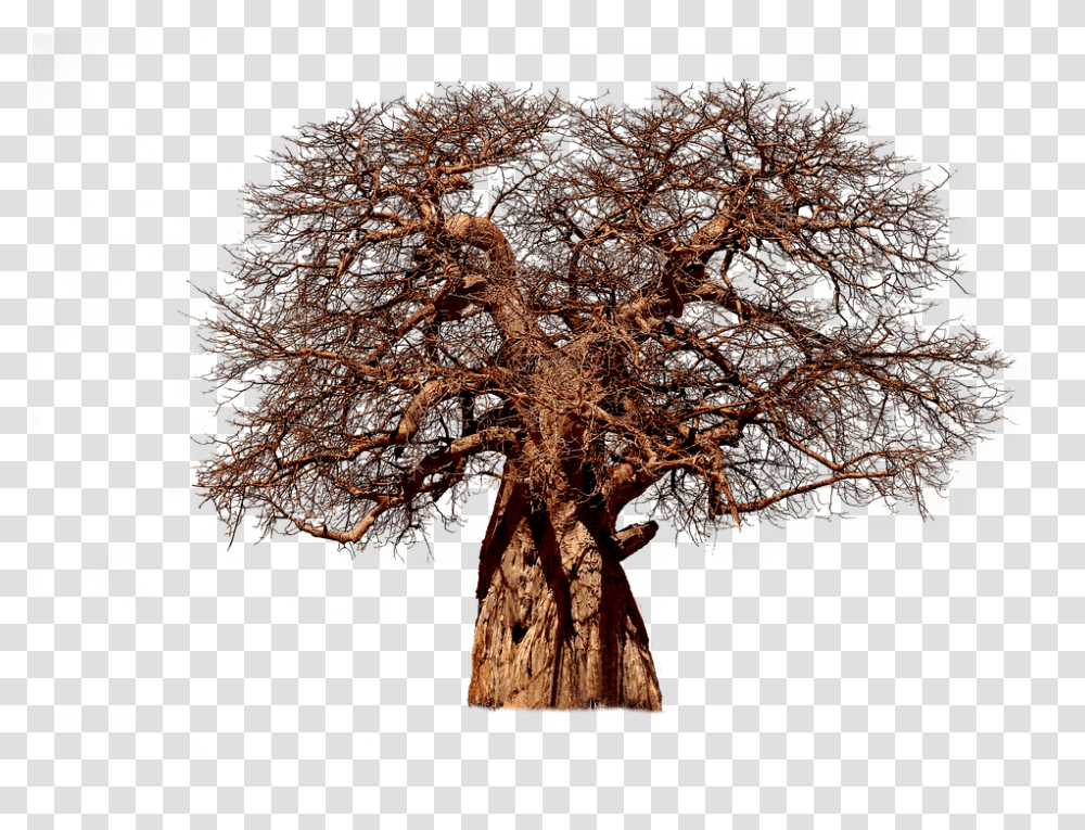 Tree Baobab Aesthetic Tribe Adansonia African, Plant, Tree Trunk, Animal, Landscape Transparent Png