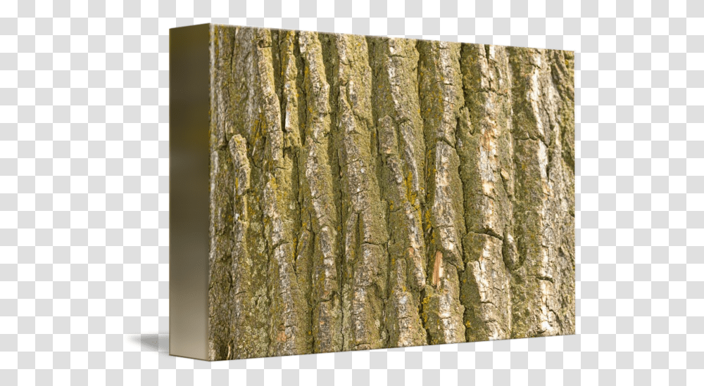 Tree Bark Bark, Plant, Tree Trunk Transparent Png