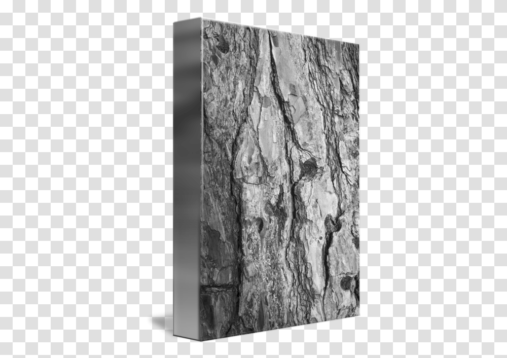 Tree Bark By Tal Paz Fridman Monochrome, Rock, Wood, Plant, Soil Transparent Png