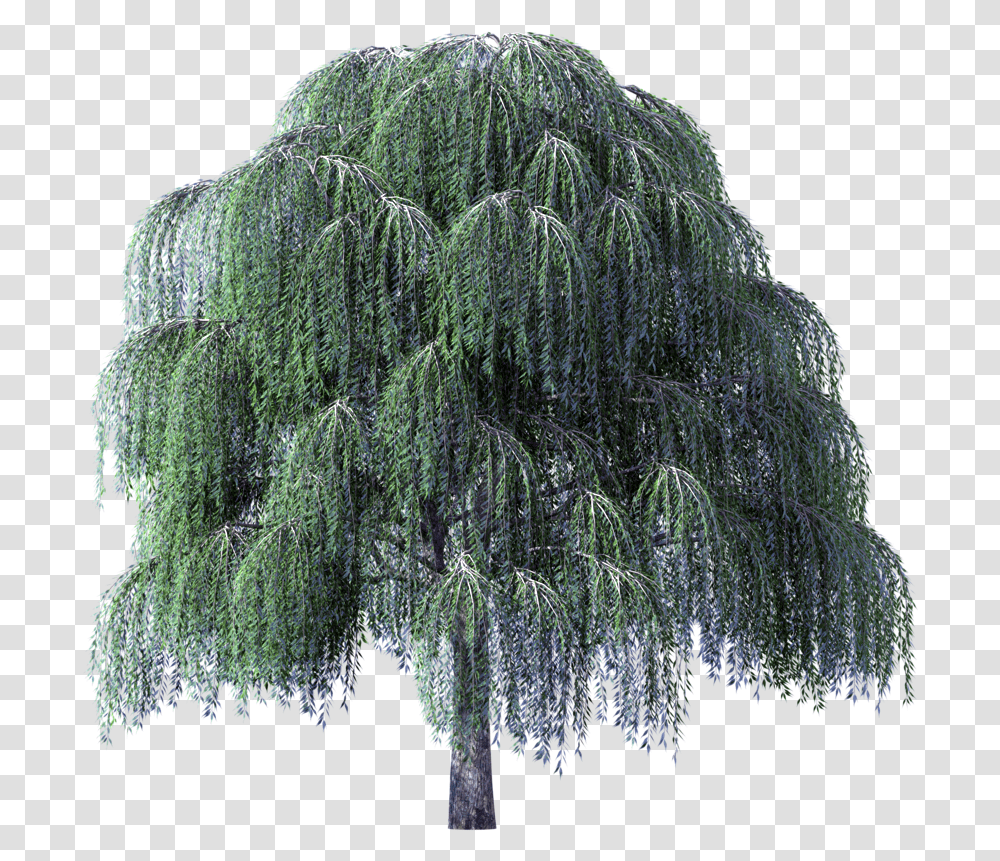 Tree Bark Photobucket Vegetation Photoshop Upload Weeping Willow Tree, Plant, Conifer, Bush Transparent Png