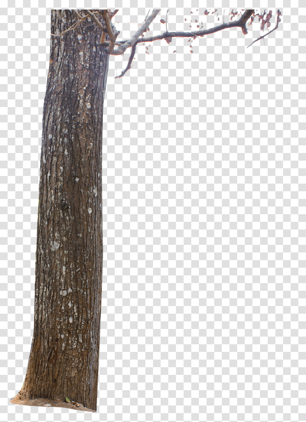 Tree Bark Picture Tree For Picsart, Plant, Tree Trunk, Animal, Bird Transparent Png