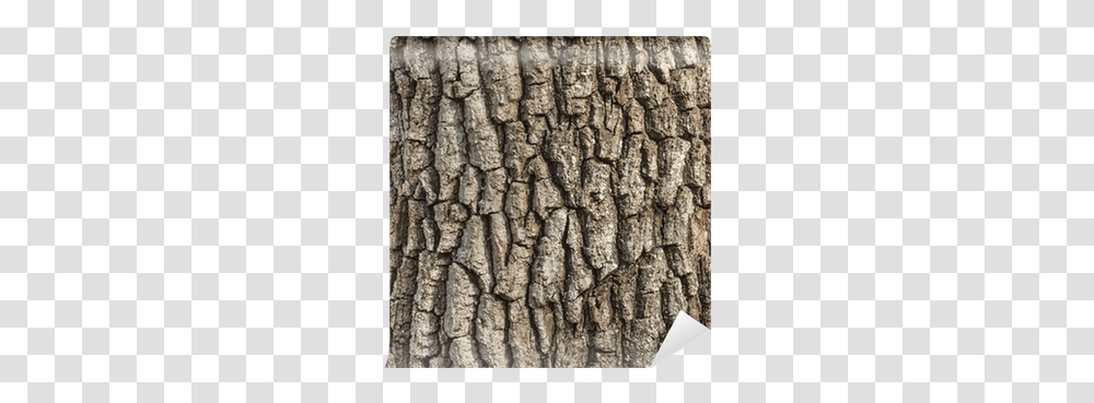 Tree Bark Picture, Tree Trunk, Plant, Wood Transparent Png