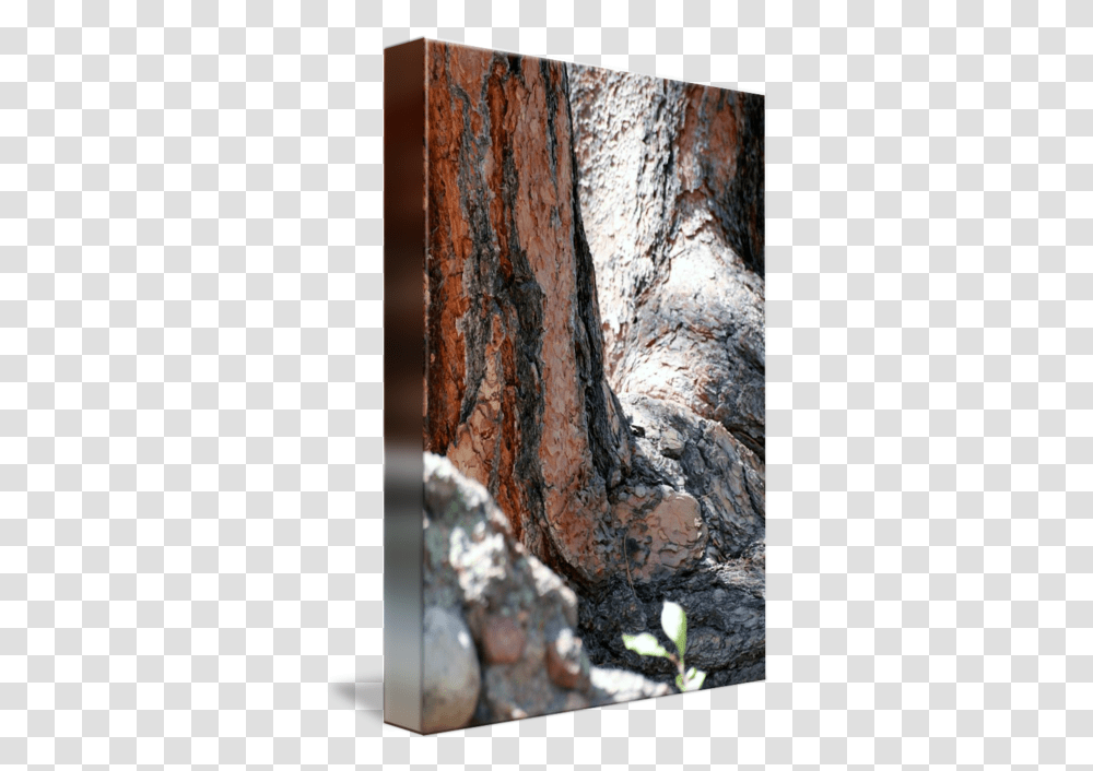Tree Bark Picture Wood, Plant, Tree Trunk, Rock Transparent Png