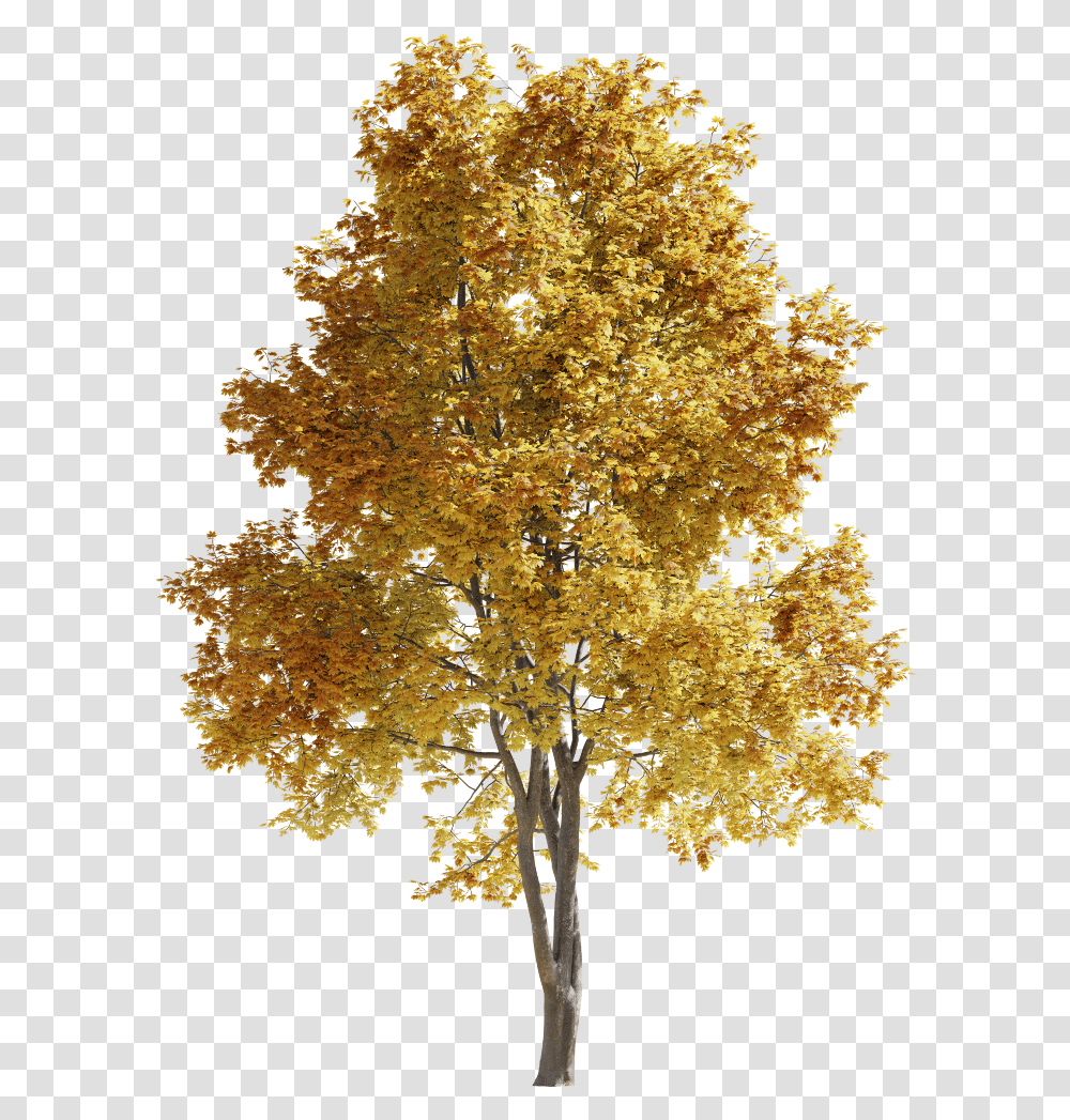 Tree Bark Texture, Plant, Maple, Pattern Transparent Png