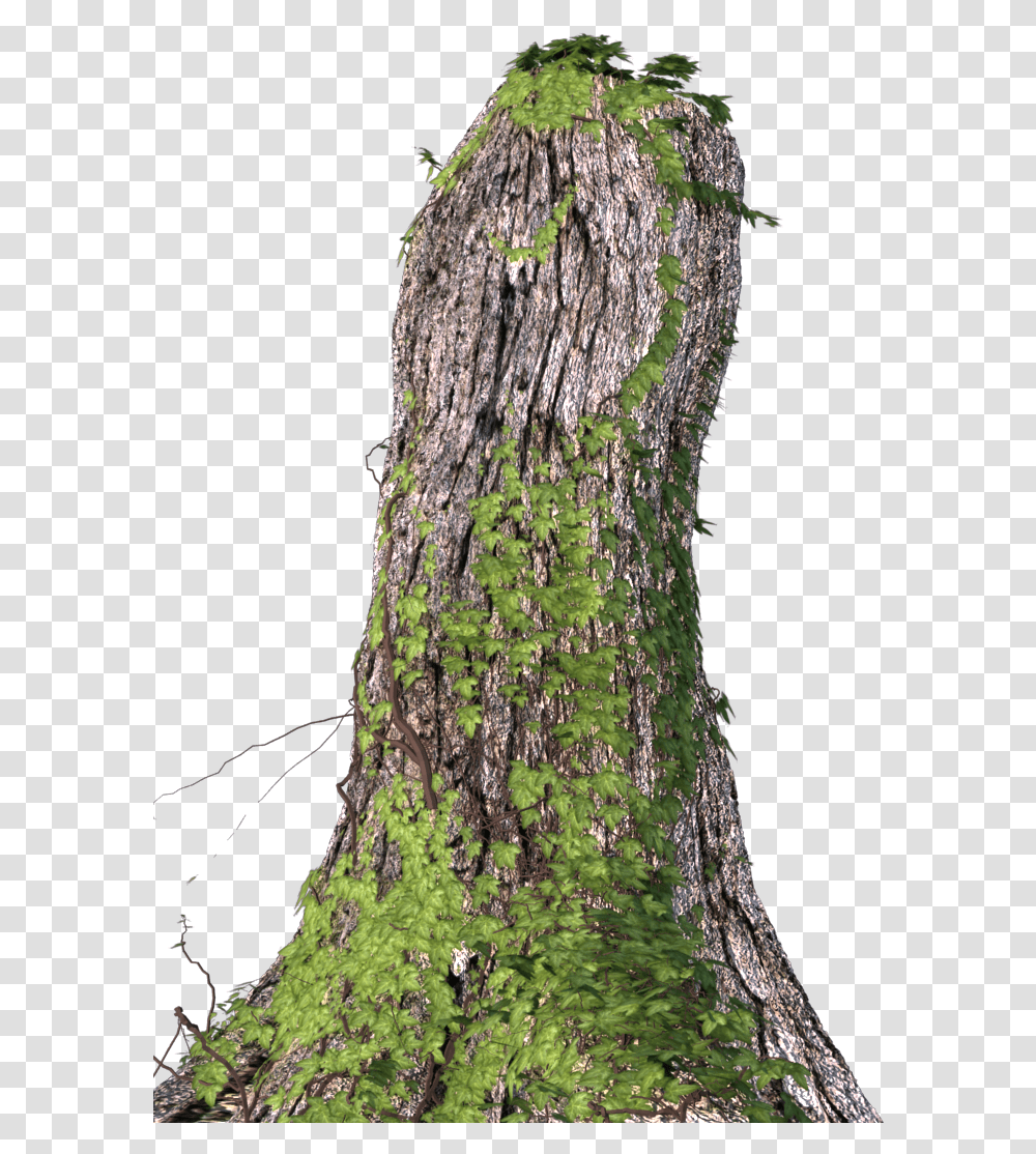 Tree Bark Tree Stump Download Original Size Northern Hardwood Forest, Plant, Tree Trunk, Moss Transparent Png