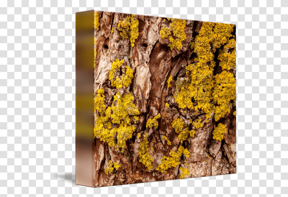 Tree Bark With Yellow Fungi Wood, Plant, Tree Trunk, Honey Bee, Insect Transparent Png