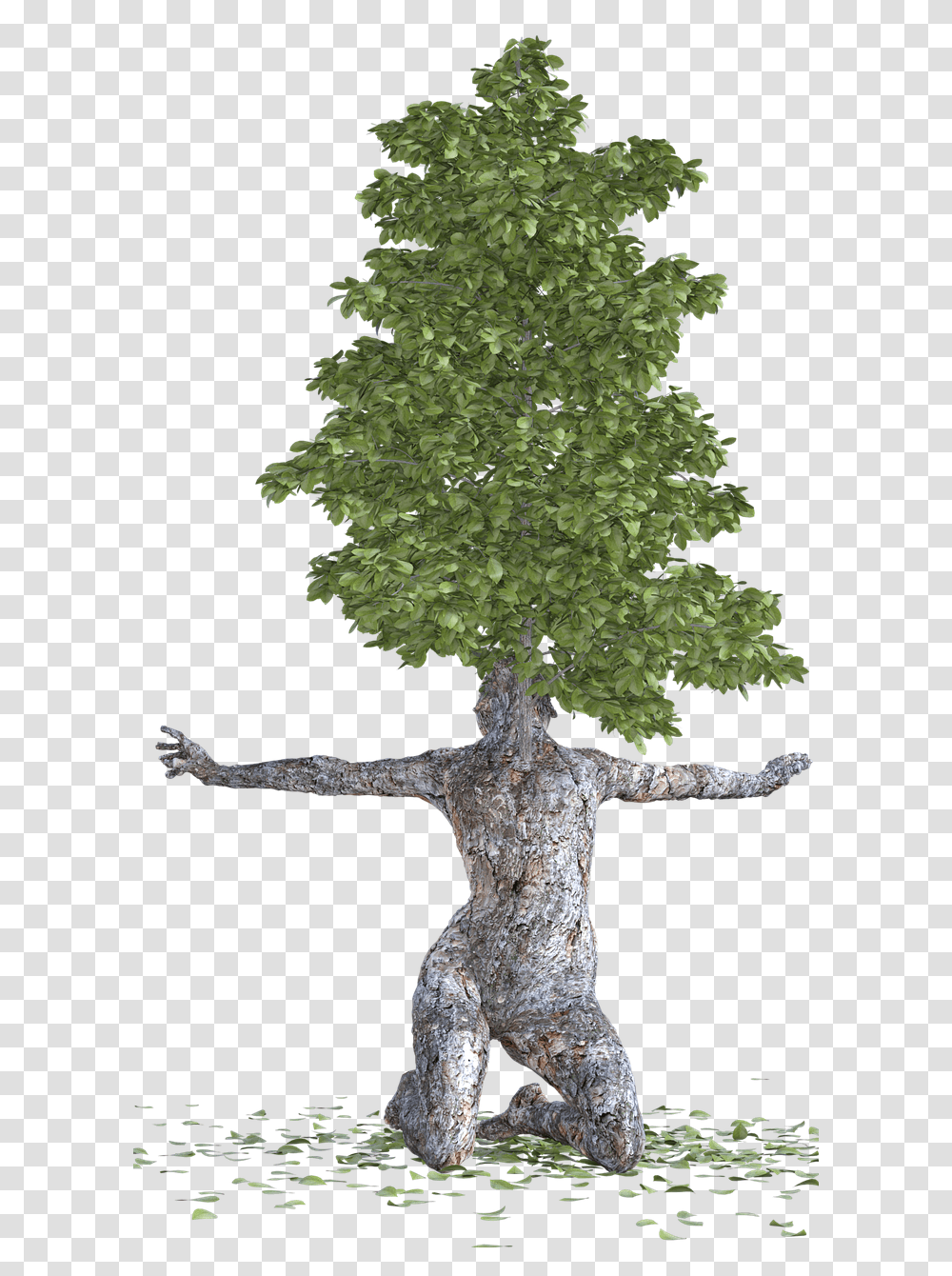 Tree Bark Woman, Plant, Cross, Potted Plant Transparent Png