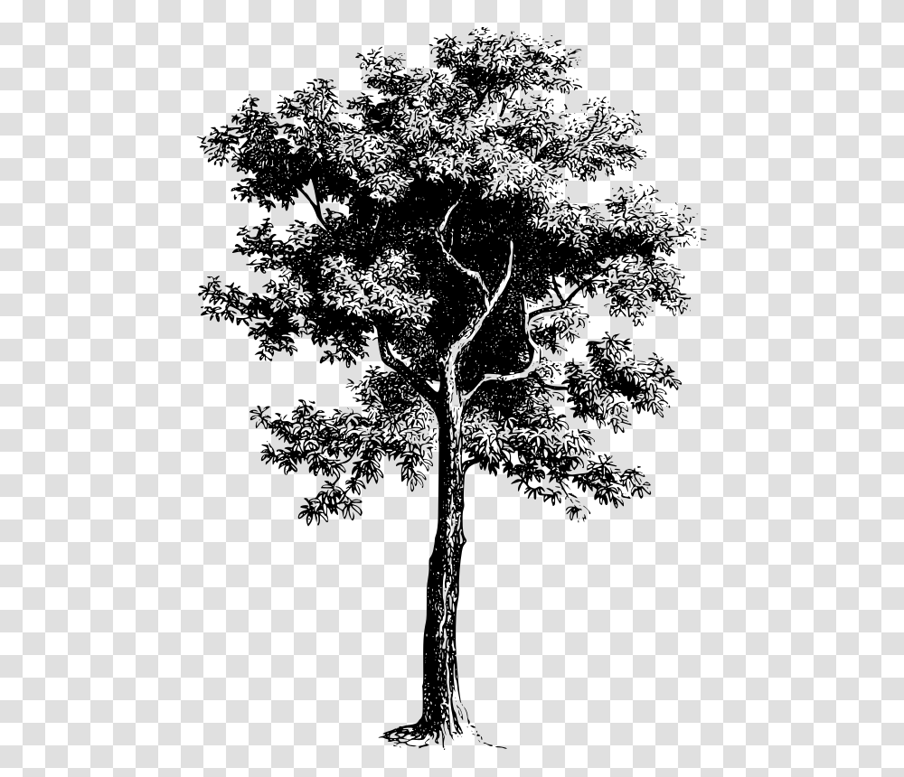 Tree Black And White, Gray, World Of Warcraft Transparent Png