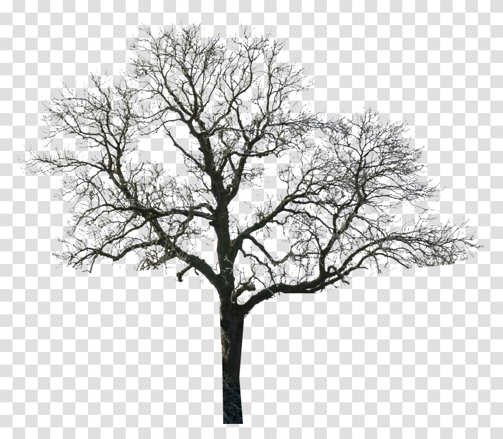 Сухое черное дерево