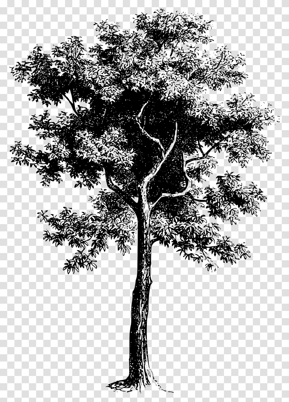 Tree Black And White Vector Tree Black And White Drawing, Gray, World Of Warcraft Transparent Png