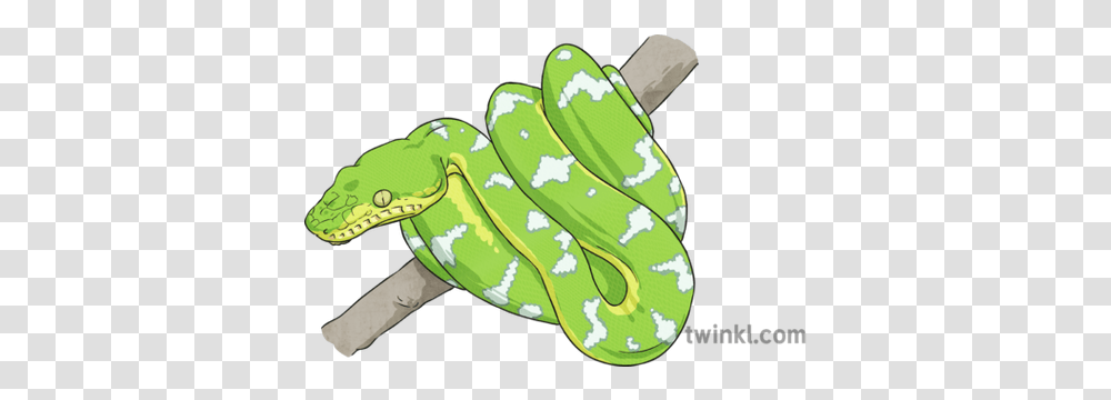 Tree Boa Snake Illustration Twinkl Burmese Python, Reptile, Animal, Green Snake, Anaconda Transparent Png
