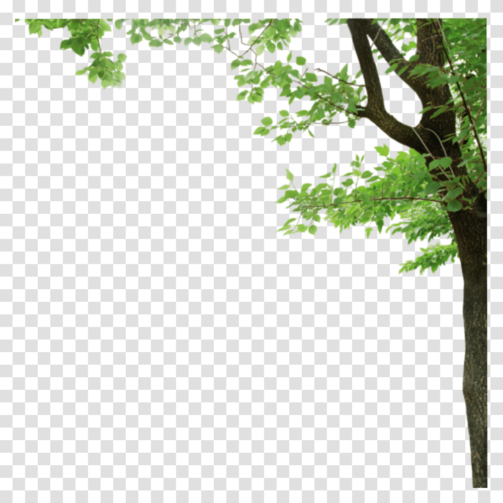 Tree Border, Plant, Tree Trunk, Leaf, Outdoors Transparent Png