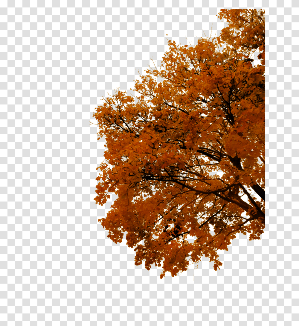 Tree Branch Autumn Tree Cut Out, Plant, Maple Transparent Png