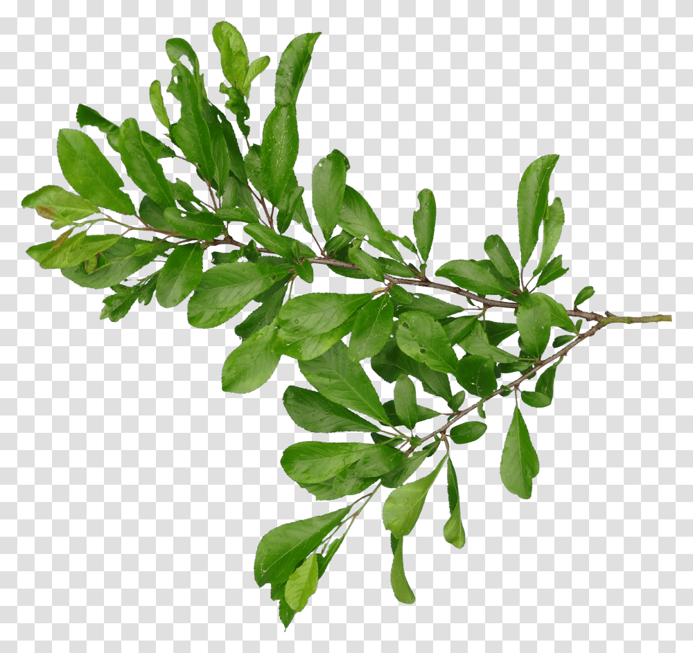 Tree Branch Branch Branch Images Branch And Leafs Transparent Png