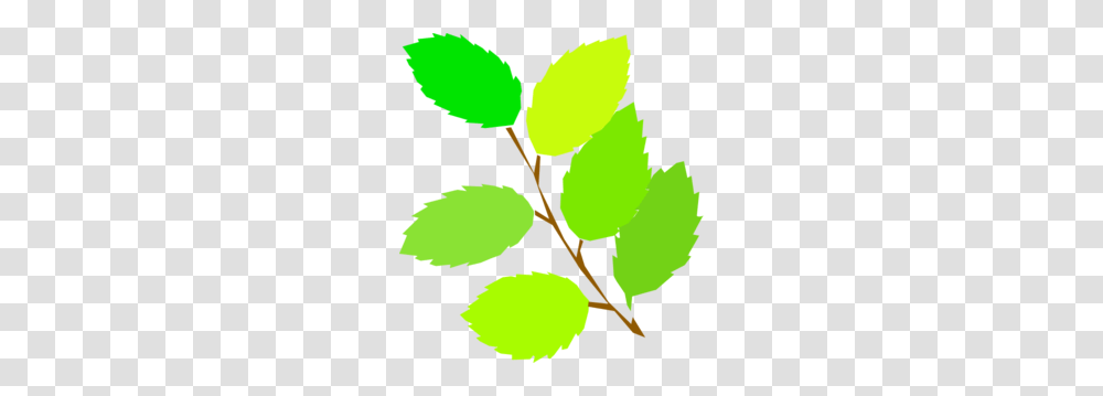Tree Branch Clip Art, Leaf, Plant, Veins, Green Transparent Png
