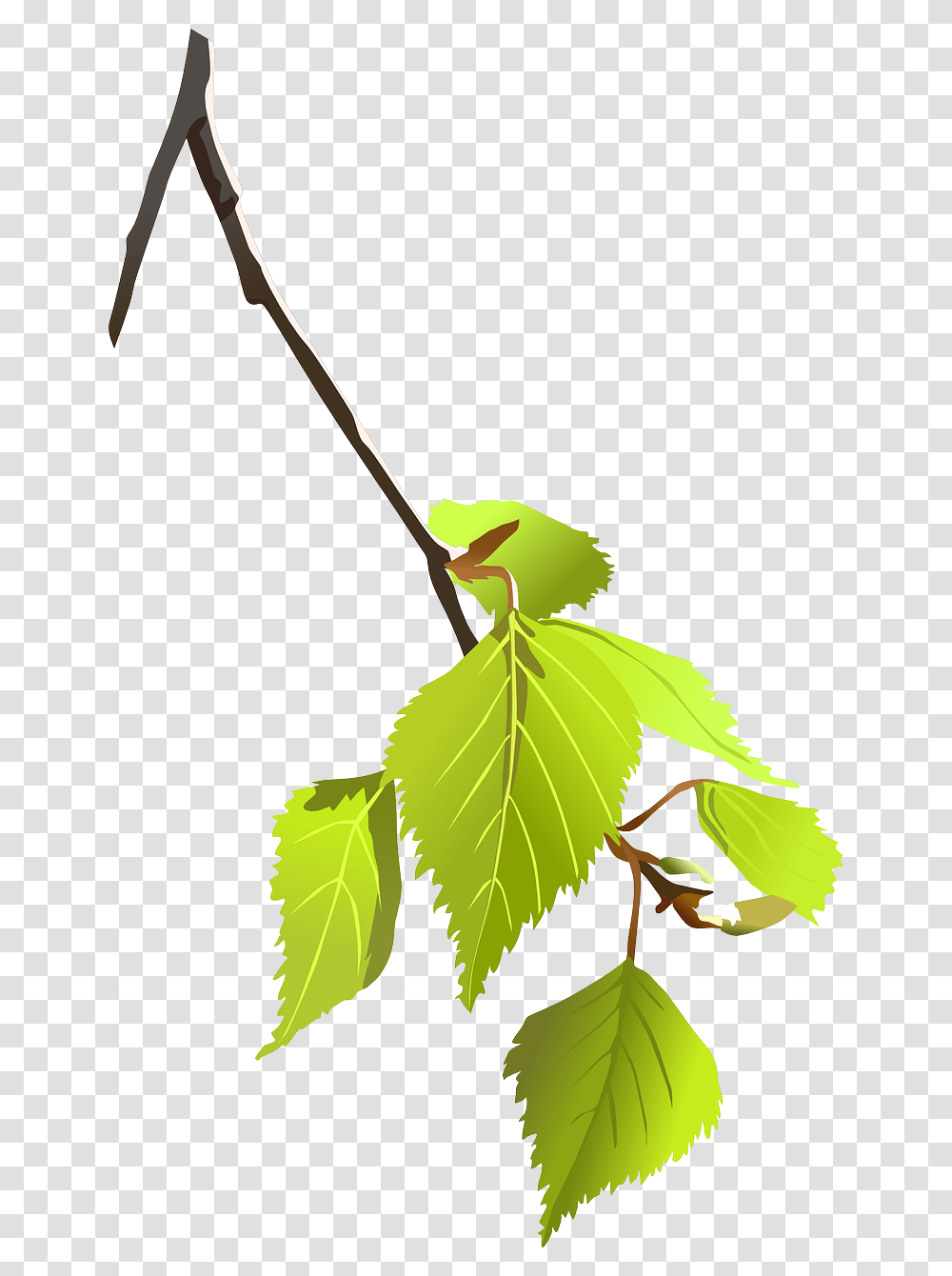 Tree Branch Clip Art Vector Clip Art Online Small Tree Branch, Leaf, Plant, Green, Vine Transparent Png