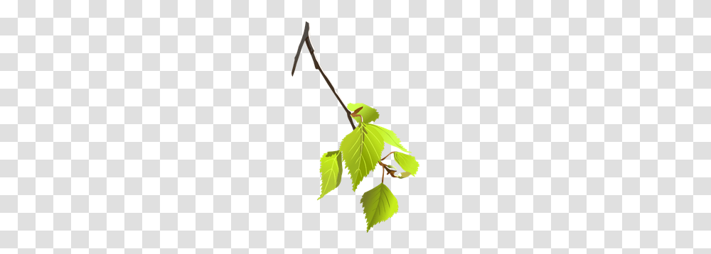 Tree Branch Clip Arts For Web, Leaf, Plant, Green, Pottery Transparent Png
