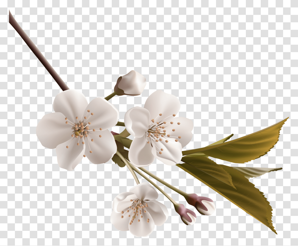 Tree Branch Clipart Cherry Blossom White Orange Blossom, Plant, Flower, Anther, Pollen Transparent Png