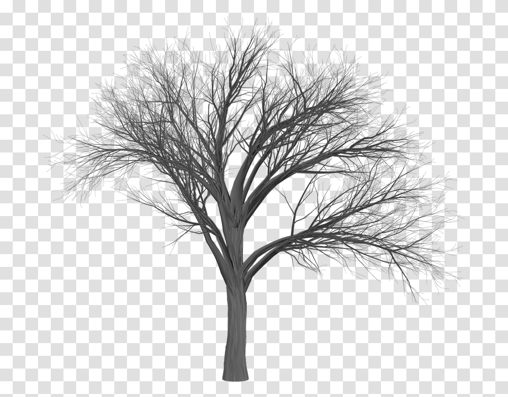 Tree Branch Empty Scary Tree, Plant, Nature, Outdoors, Panther Transparent Png