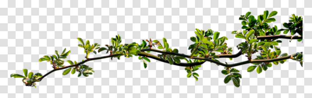 Tree Branch Graphics, Plant, Flower, Acanthaceae, Bud Transparent Png