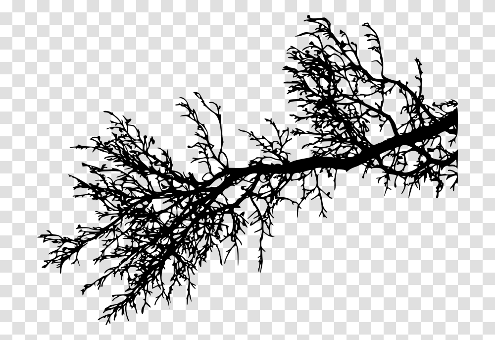 Tree Branch, Green, Plant, Silhouette, Nature Transparent Png