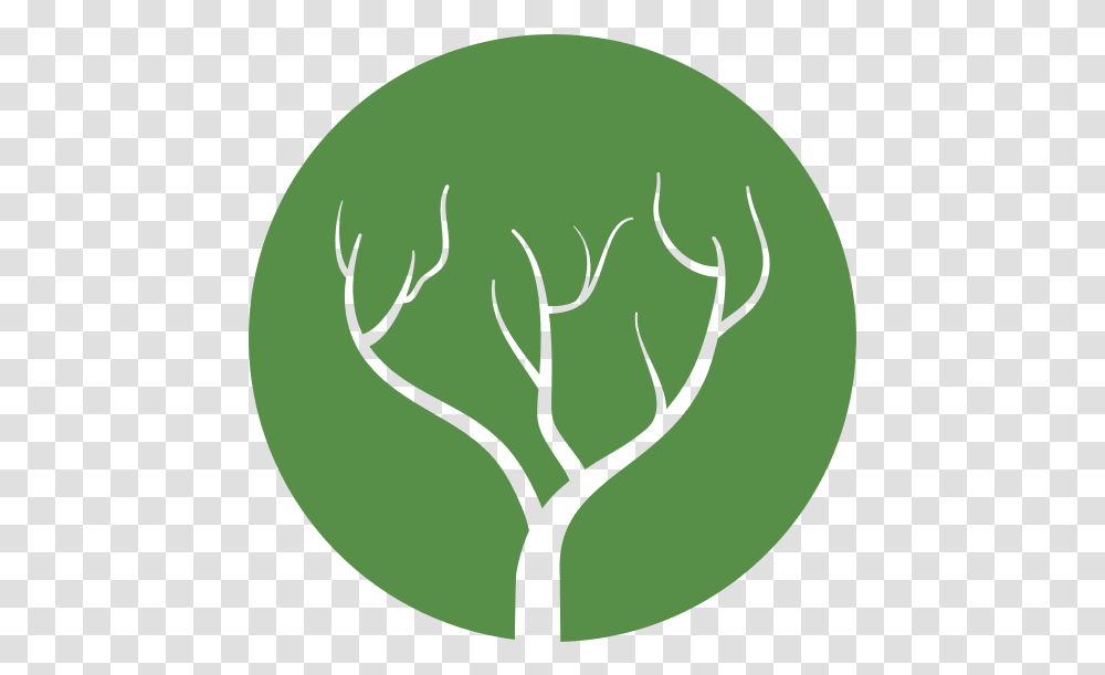 Tree Branch Icon Canva Language, Plant, Tennis Ball, Sport, Sports Transparent Png