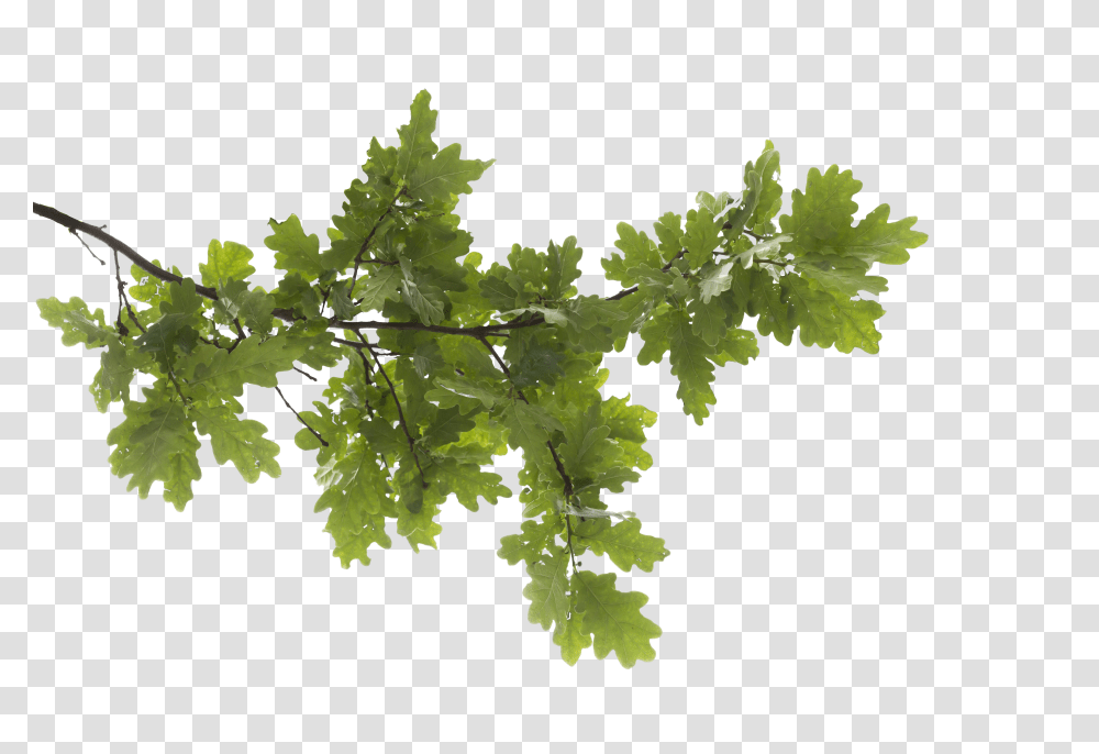 Tree Branch Image Background Tree Branch Transparent Png