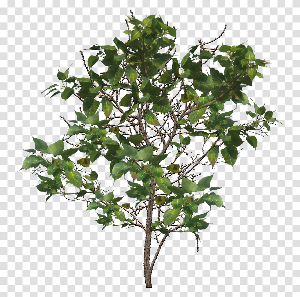 Tree Branch Image Portable Network Graphics, Plant, Leaf, Potted Plant, Vase Transparent Png