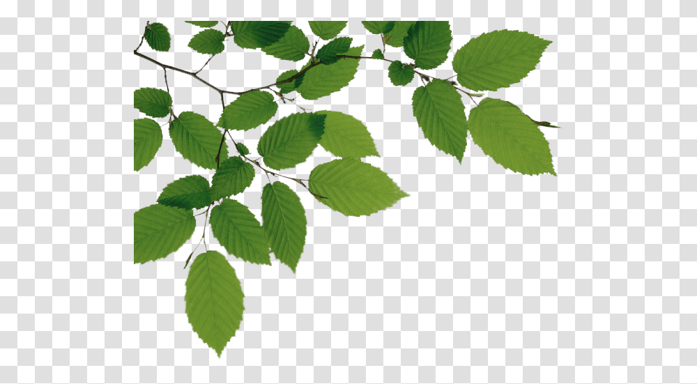 Tree Branch, Leaf, Plant, Green, Veins Transparent Png