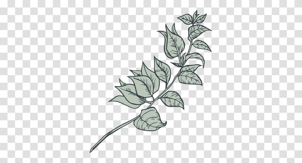 Tree Branch Leaves Hand Drawn & Svg Vector Hand Drawn Leaves, Leaf, Plant, Graphics, Art Transparent Png