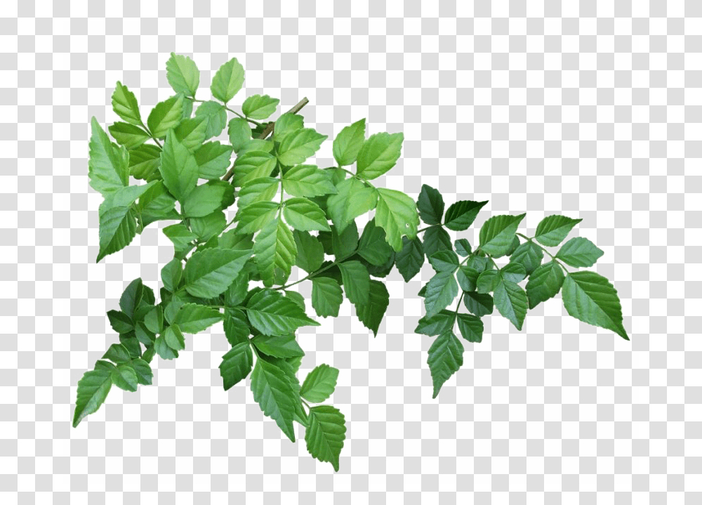 Tree Branch Leaves, Leaf, Plant, Vase, Jar Transparent Png