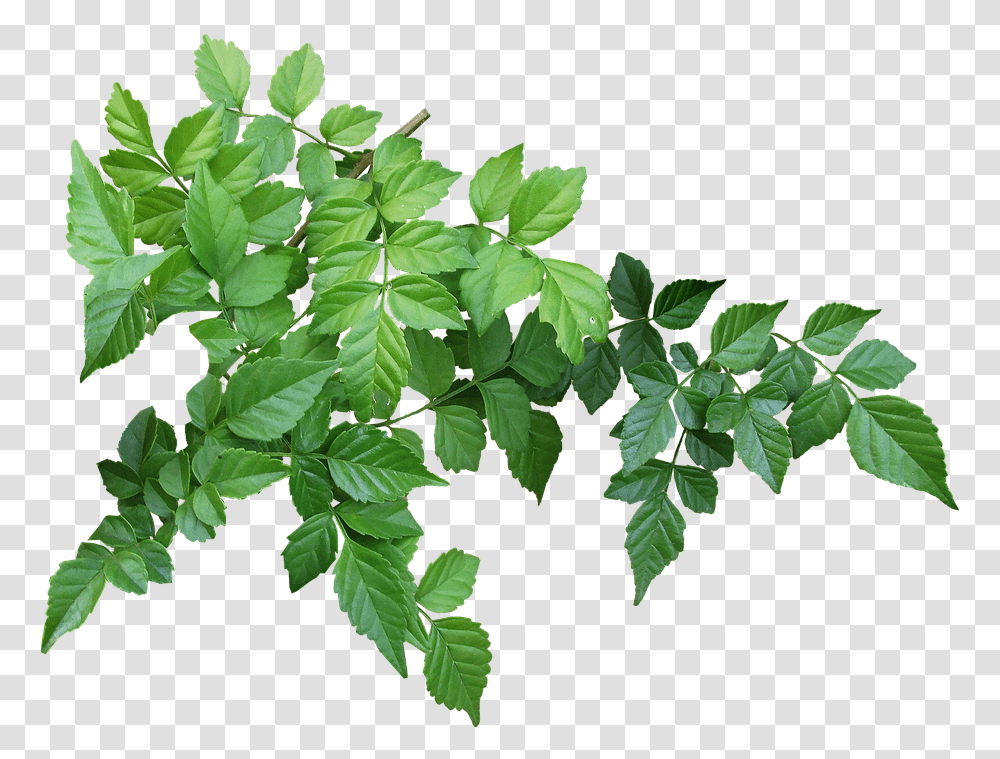 Tree Branch Leaves, Plant, Leaf, Acanthaceae, Flower Transparent Png