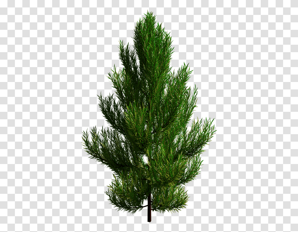 Tree Branch Nature Baum, Plant, Food, Dill, Seasoning Transparent Png