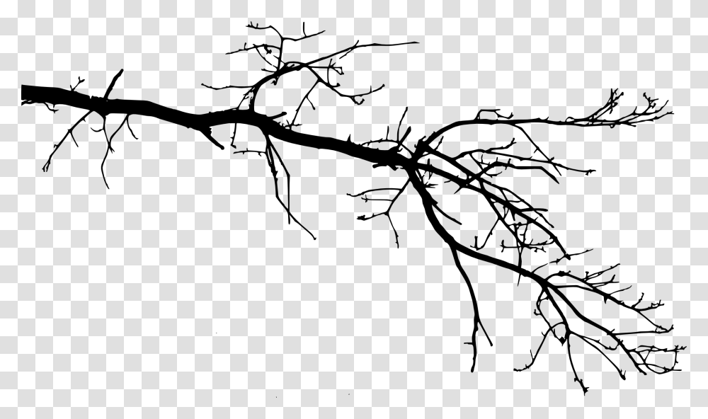 Tree Branch, Plant, Root, Drawing Transparent Png