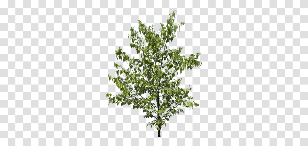 Tree Branch Texture American Holly, Bush, Vegetation, Plant, Grass Transparent Png