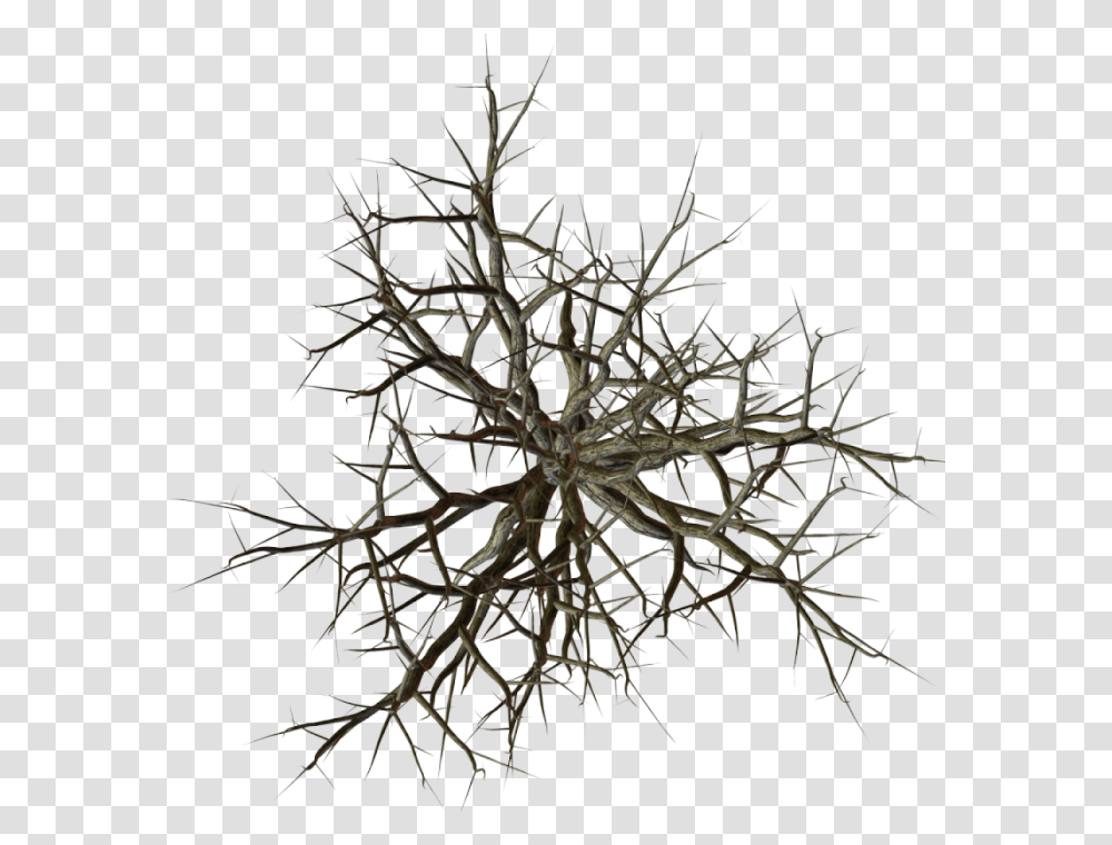 Tree Branch Top View, Plant, Root Transparent Png