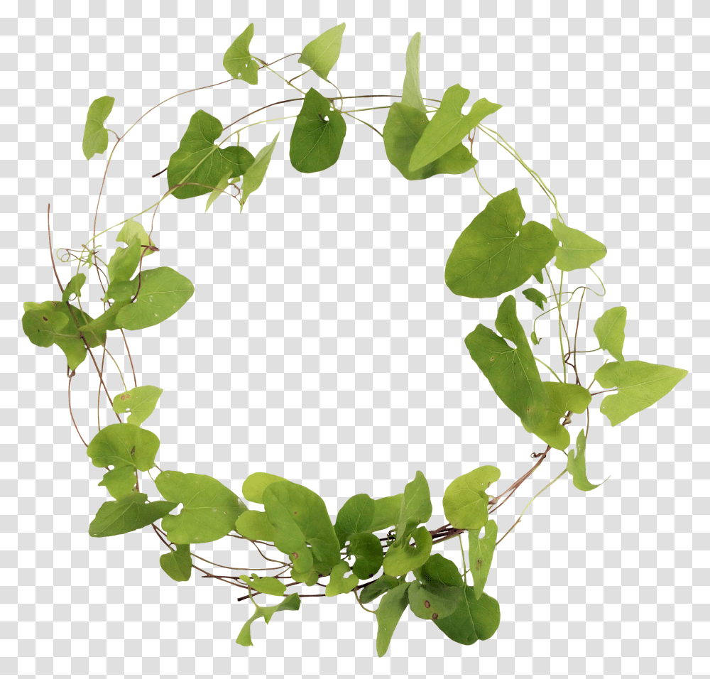 Tree Branch With Leaves Clipart Clip Art Library Library Of Leaves Circle, Leaf, Plant, Vine Transparent Png
