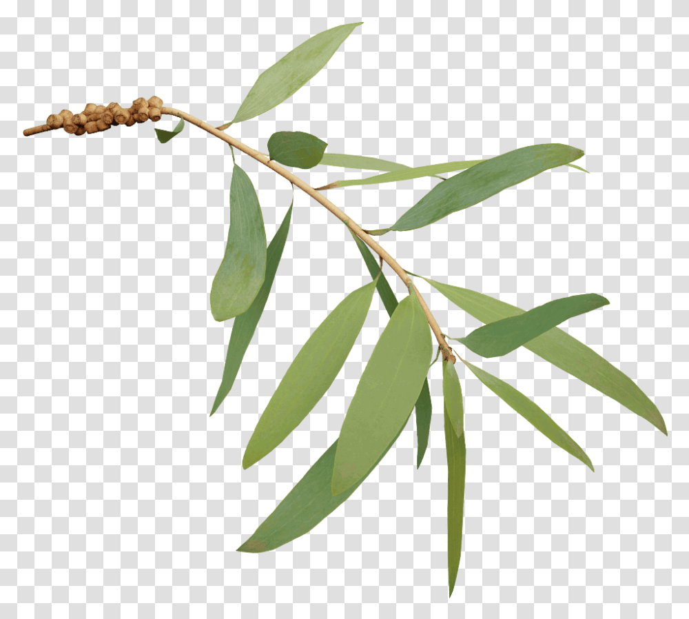 Tree Branch With Leaves, Leaf, Plant, Annonaceae, Acanthaceae Transparent Png