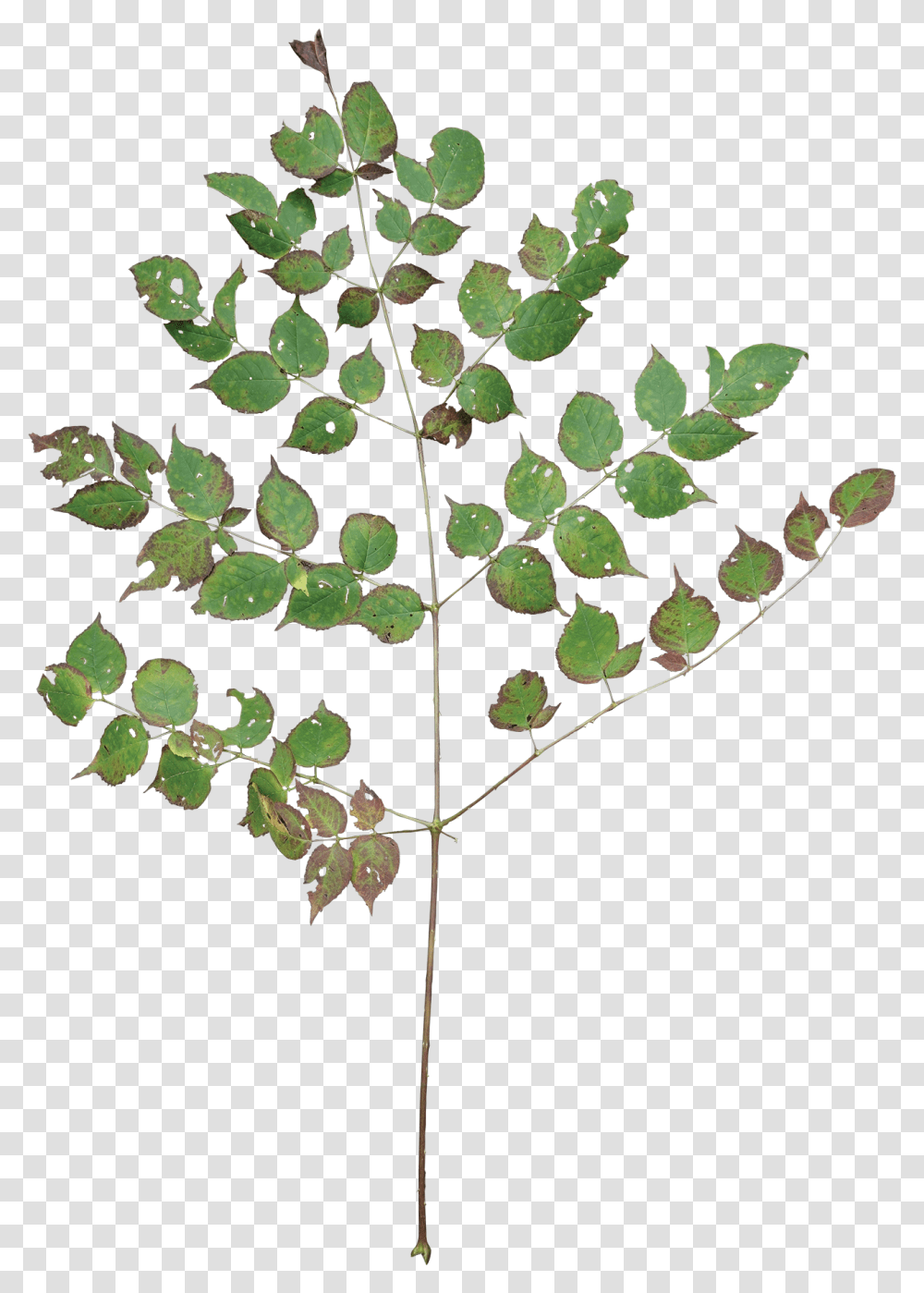 Tree Branch With Leaves, Leaf, Plant, Root Transparent Png