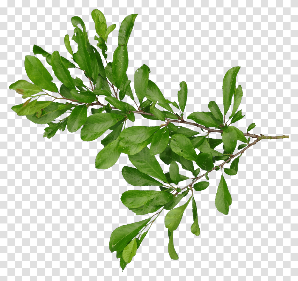 Tree Branch With Leaves Transparent Png