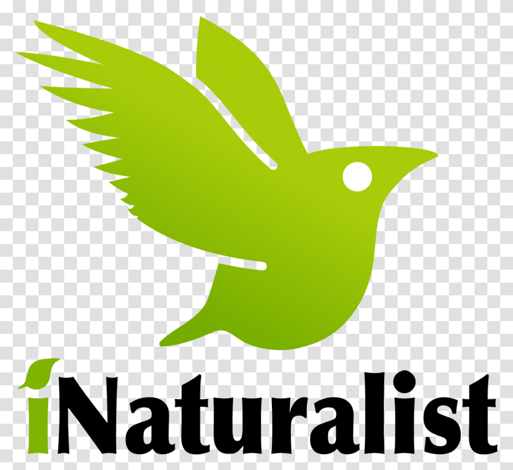 Tree Branches Falling Inaturalist Logo, Bird, Animal, Canary, Green Transparent Png