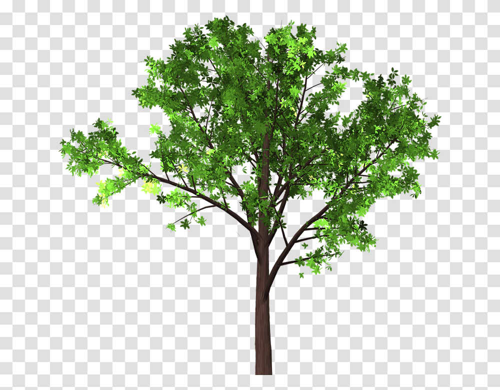 Tree Branches Gambar Pohon Transparan, Plant, Tree Trunk, Maple, Leaf Transparent Png