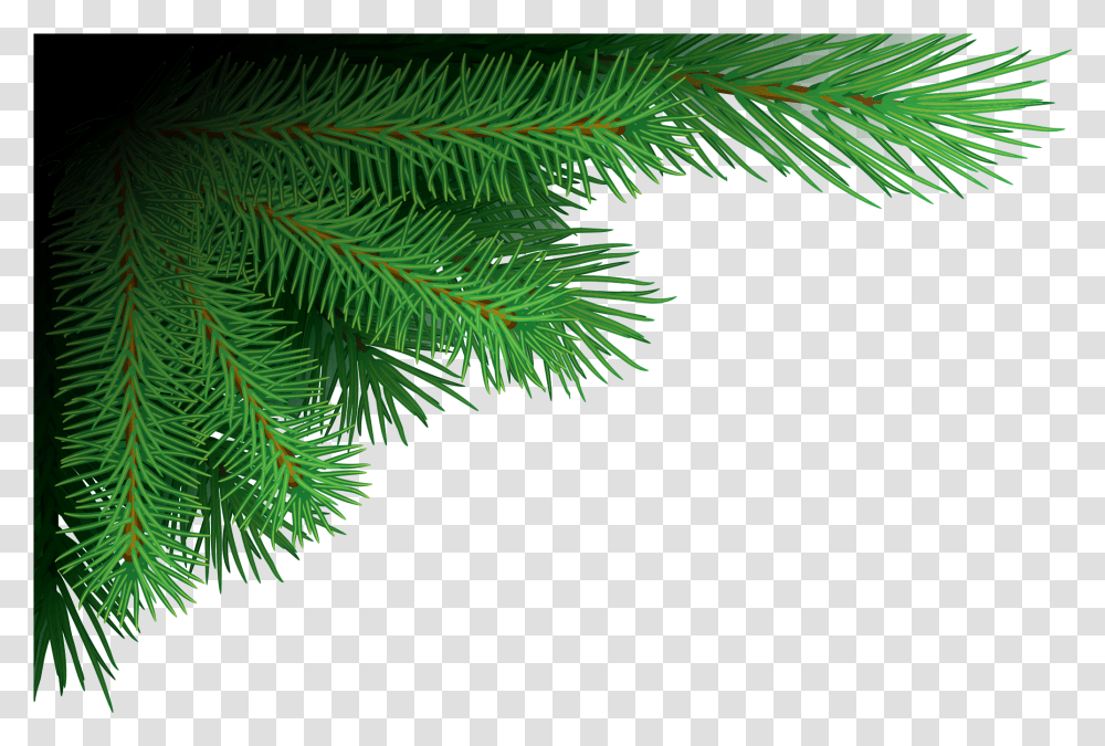 Tree Branches Image Free Download Christmas Tree Branches, Plant, Conifer, Fir, Abies Transparent Png