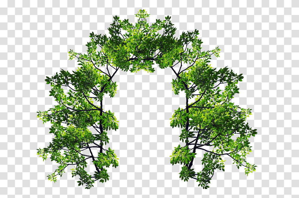 Tree Branches Image Green Arch, Plant, Bush, Vegetation, Oak Transparent Png